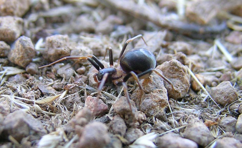 Nomisia sp.; Zodarion sp.