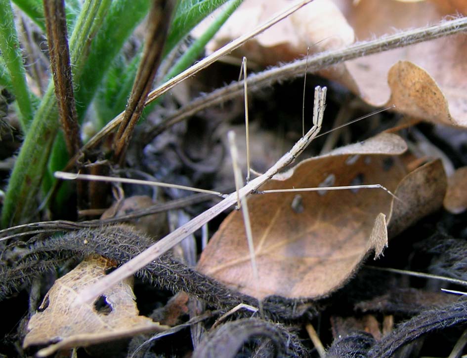 Reduvidae: Ischnonyctes barbarus NUOVO x la Sardegna!!