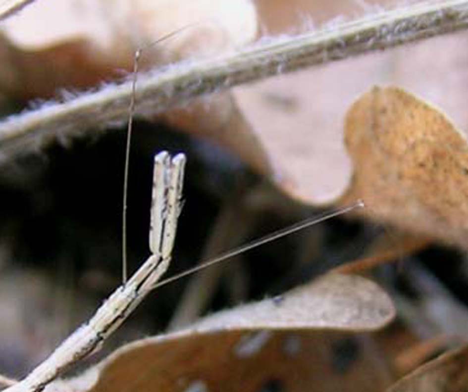 Reduvidae: Ischnonyctes barbarus NUOVO x la Sardegna!!