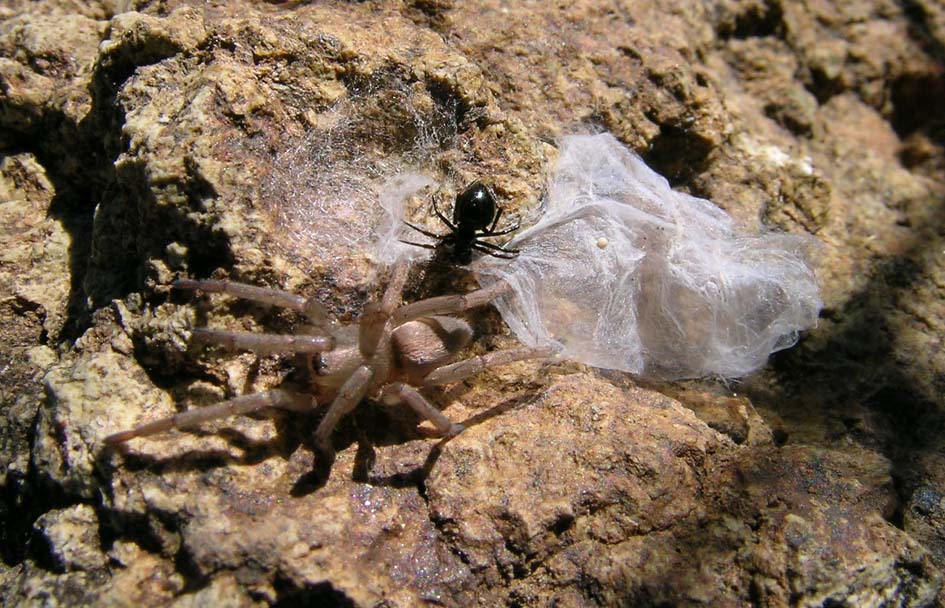 Gnaphosidae; Euryopis sp.