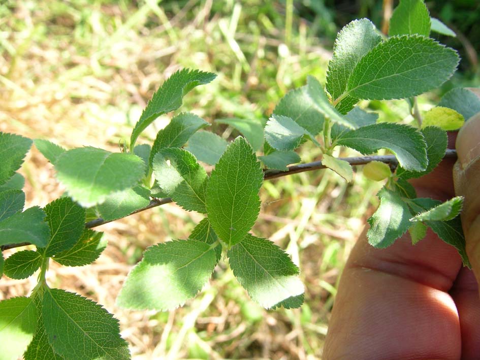 olmo? no, Prunus sp.