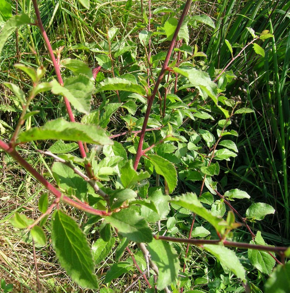 olmo? no, Prunus sp.