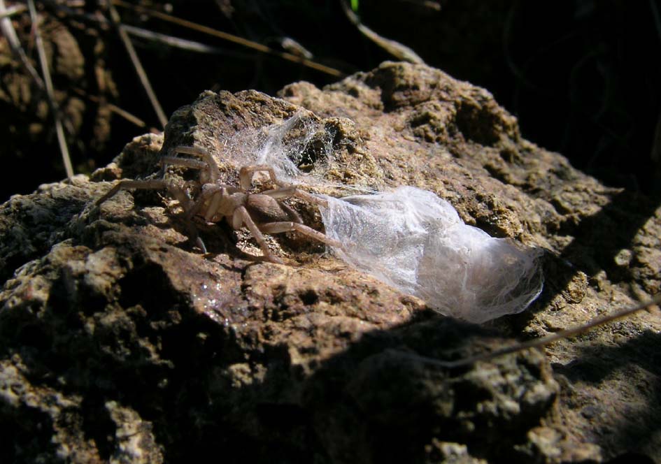 Gnaphosidae; Euryopis sp.
