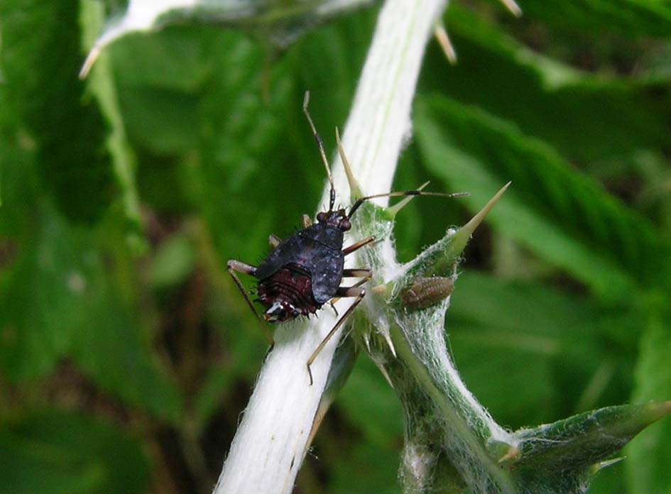 Miridae: ninfa di Deraocoris cf ruber della Sardegna (SS)