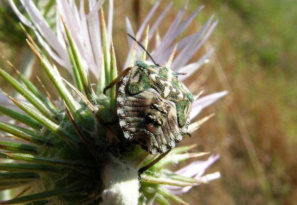 Pentatomidae: Carpocoris mediterraneus della Sardegna