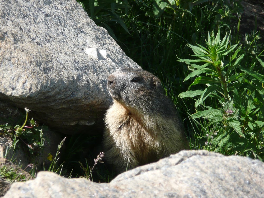 Marmotte, marmotte e ancora marmotte !!!