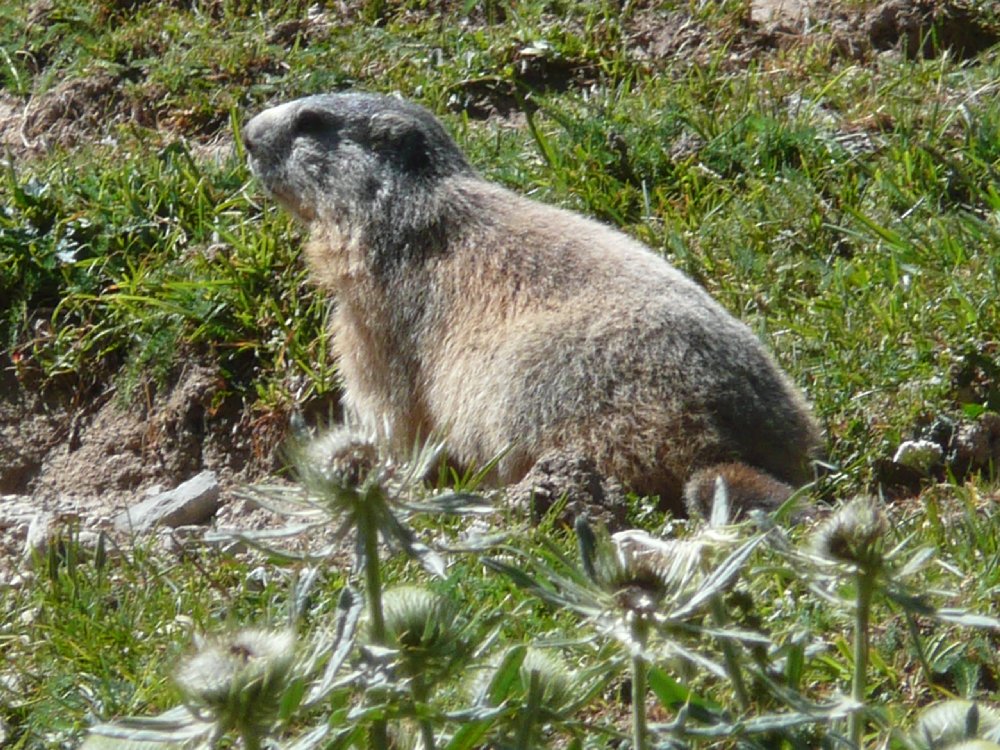 Marmotte, marmotte e ancora marmotte !!!