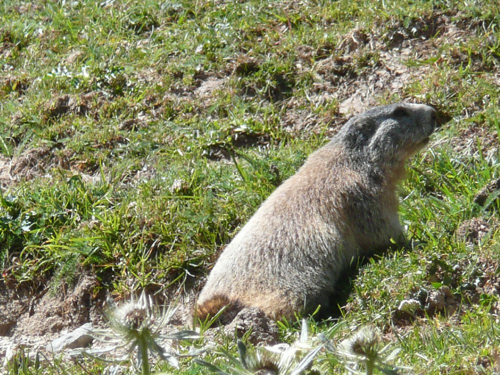 Marmotte, marmotte e ancora marmotte !!!