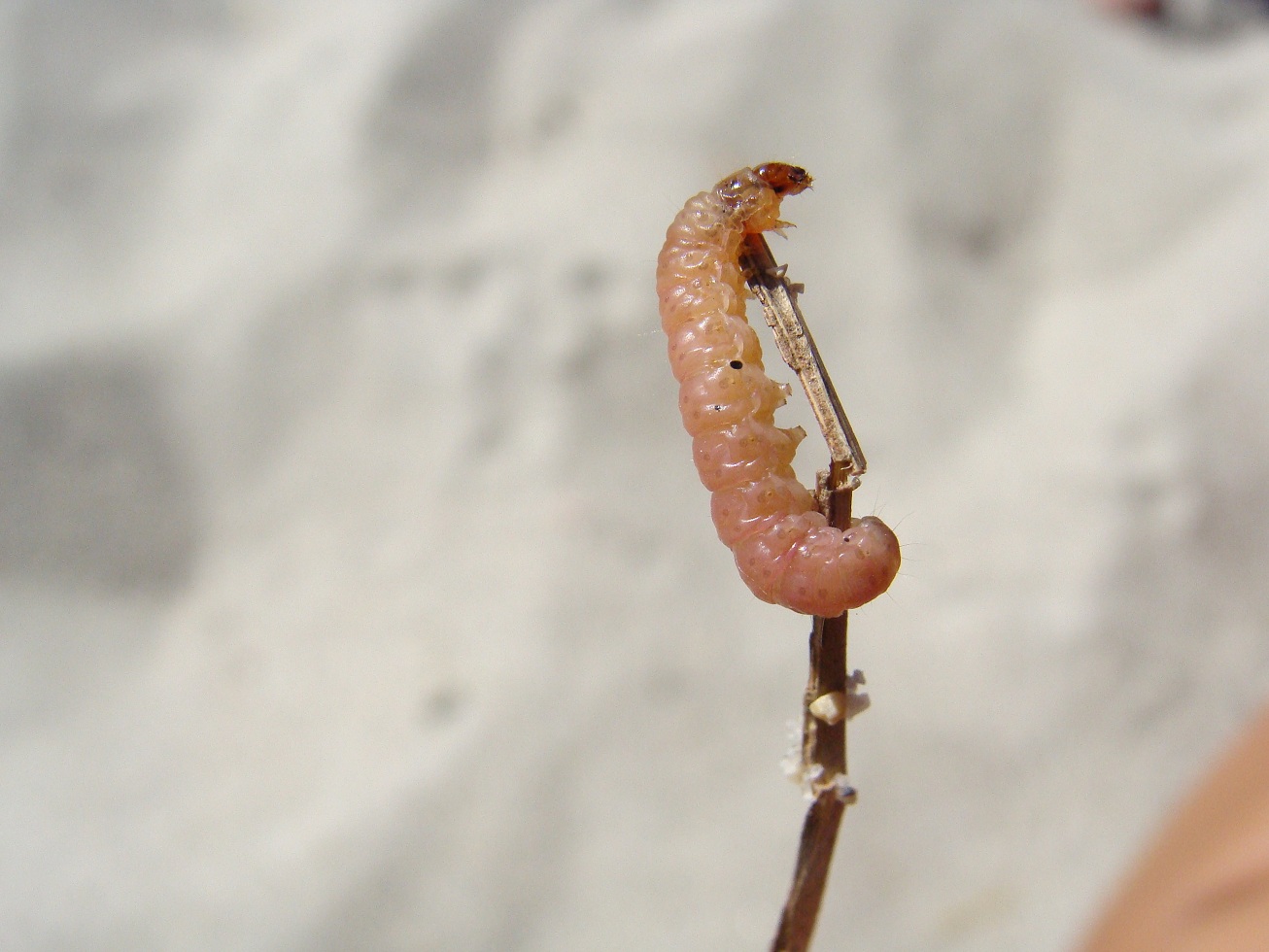 identificazione bruco - Helicoperva armigera