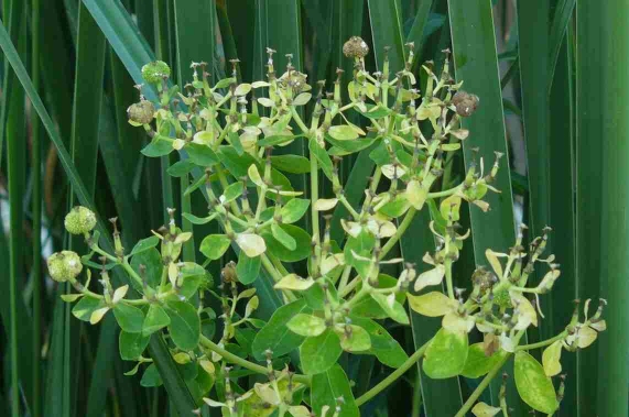 Euphorbia palustris?
