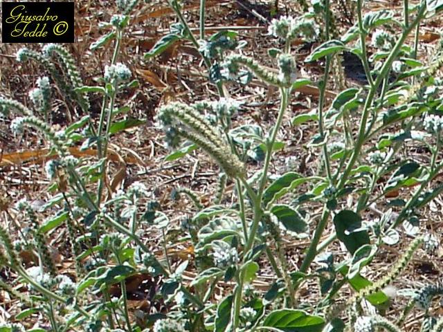 da Usini (SS). - Heliotropium europaeum
