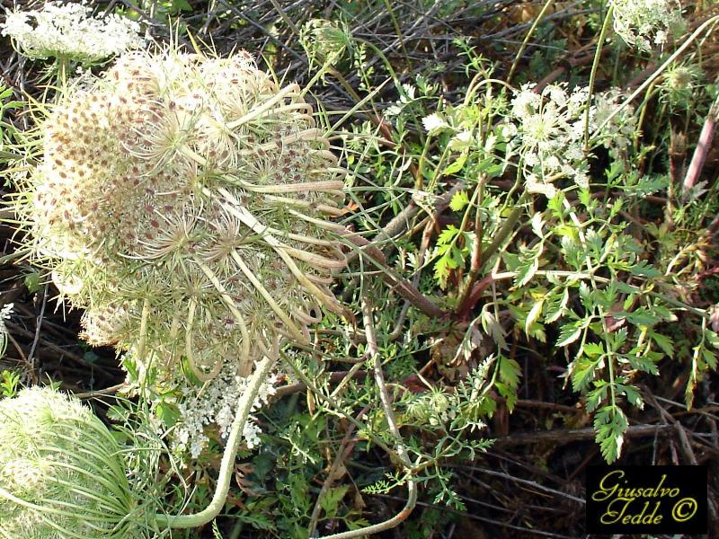 Pianta spontanea da determinare.