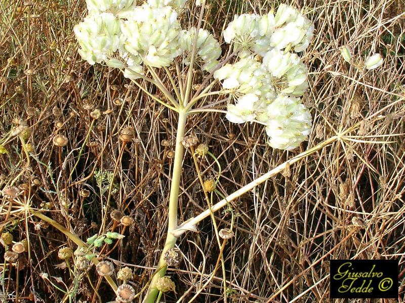 Pianta spontanea da determinare.
