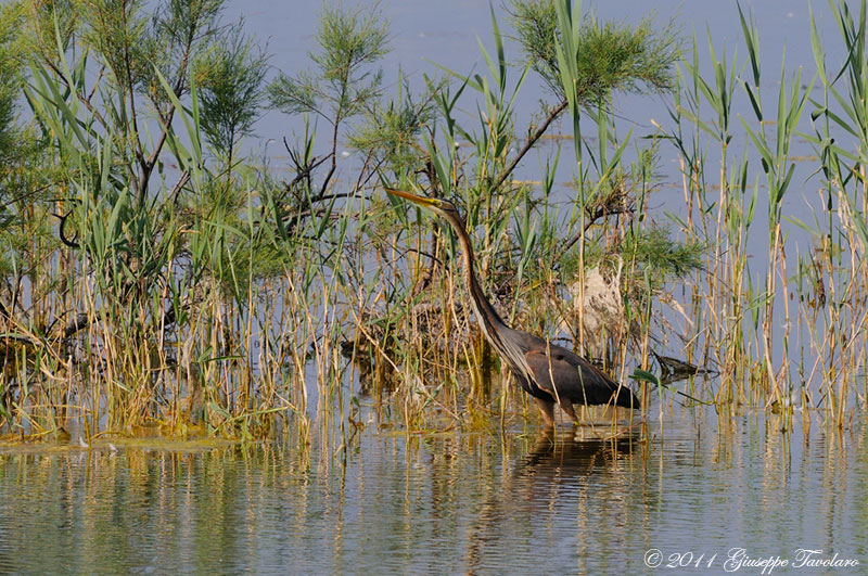 Airone rosso (Ardea purpurea) ambientato