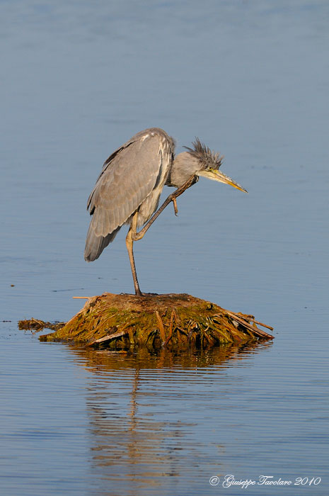 Uccelli arruffati