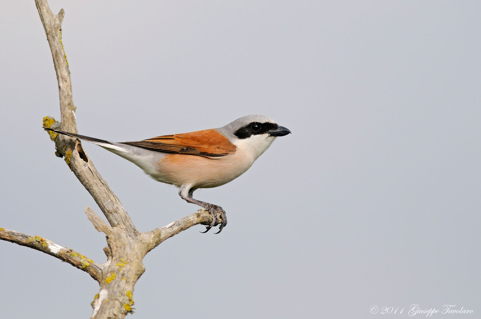 Averla piccola (Lanius collurio)