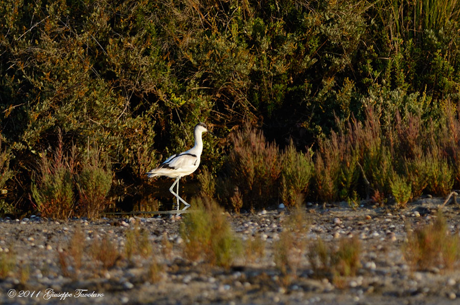 Avocetta (Recurvirostra avosetta) ambientata