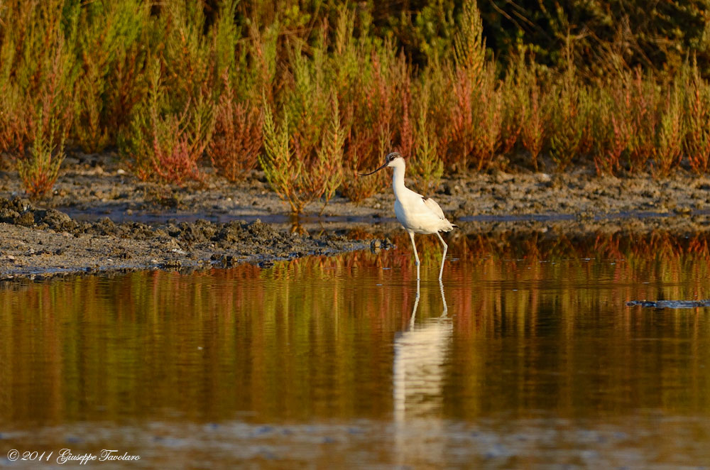 Avocetta (Recurvirostra avosetta) ambientata