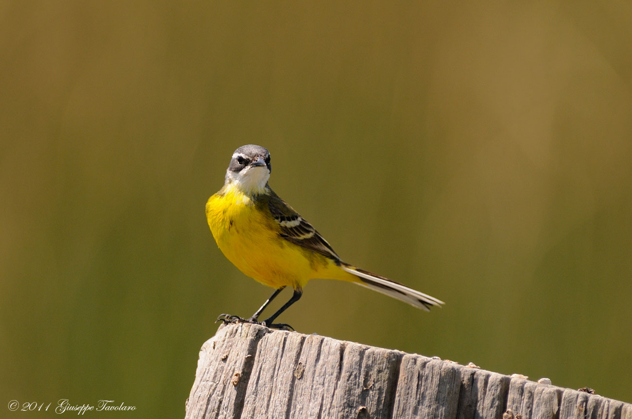 Ballerina gialla (Motacilla cinerea).