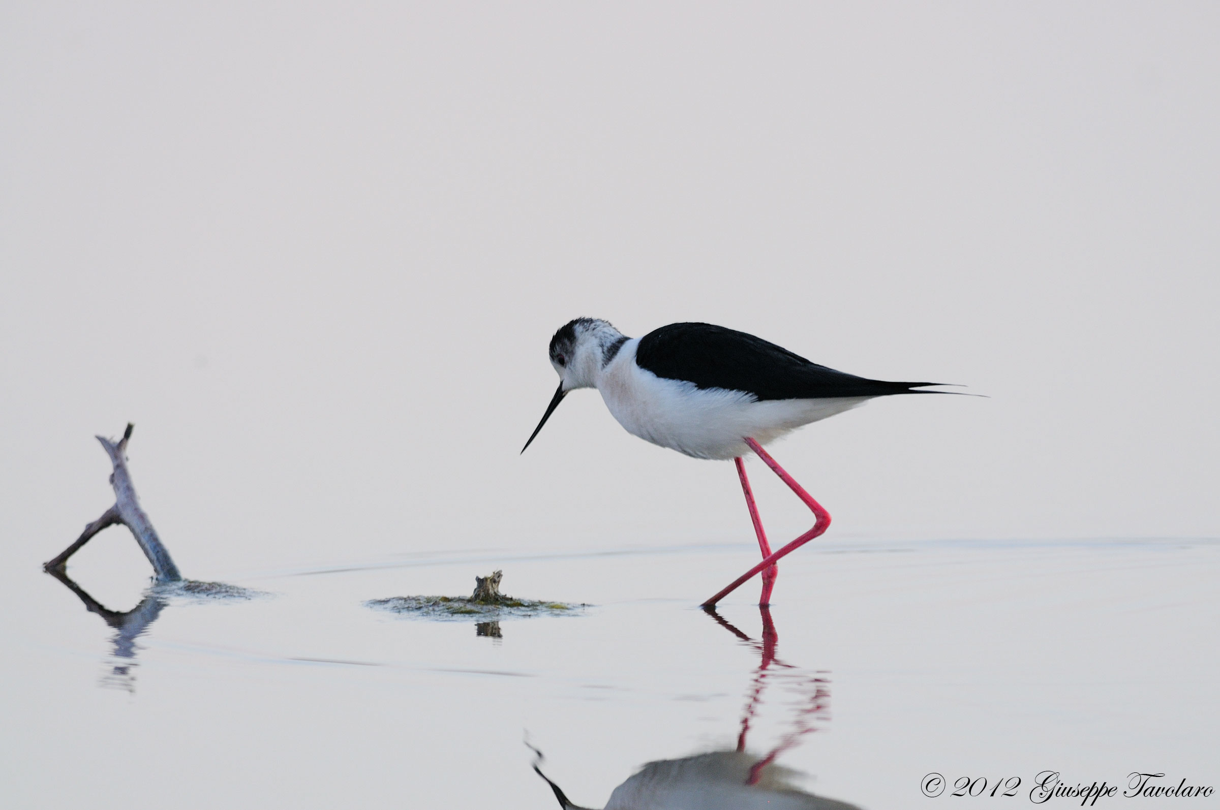 Cavaliere d''Italia (Himantopus himantopus)