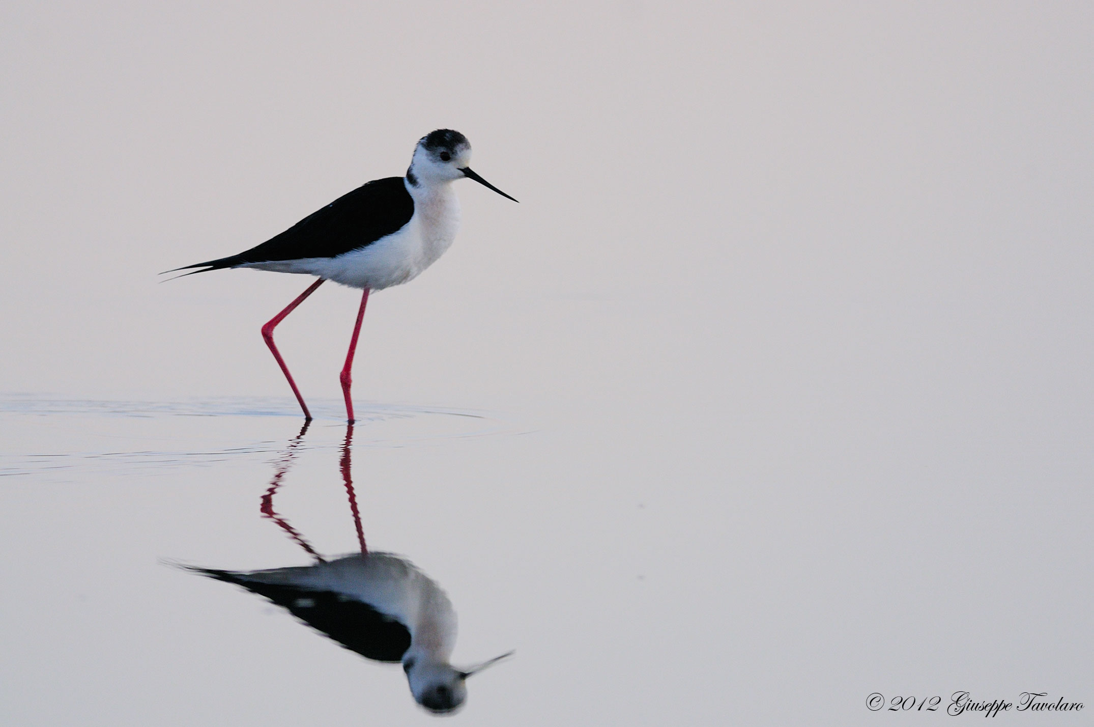 Cavaliere d''Italia (Himantopus himantopus)