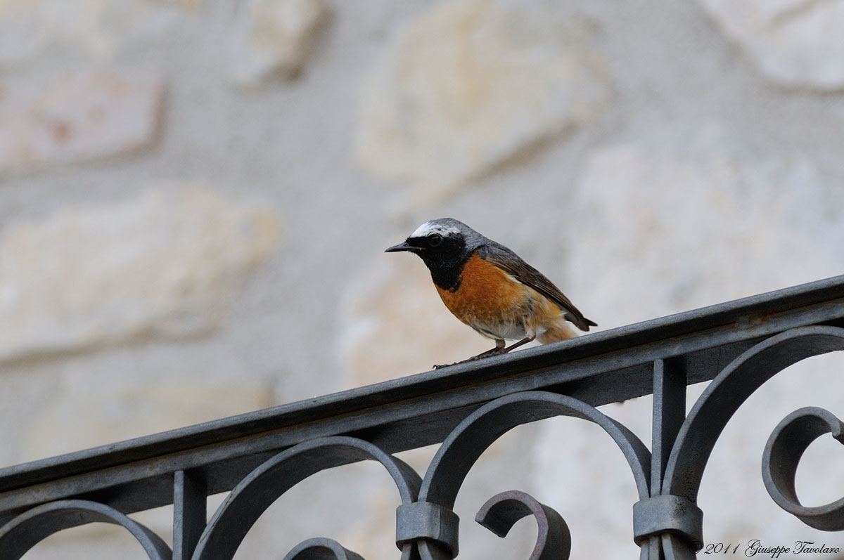 Codirosso (Phoenicurus phoenicurus)
