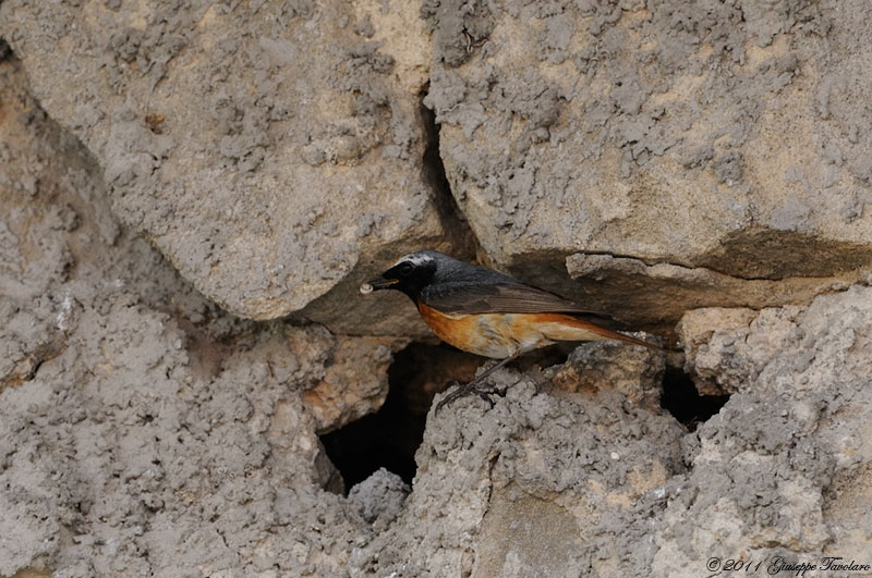 Codirosso (Phoenicurus phoenicurus)