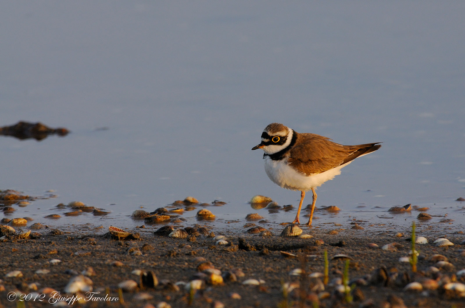 Corriere piccolo (Charadrius dubius)