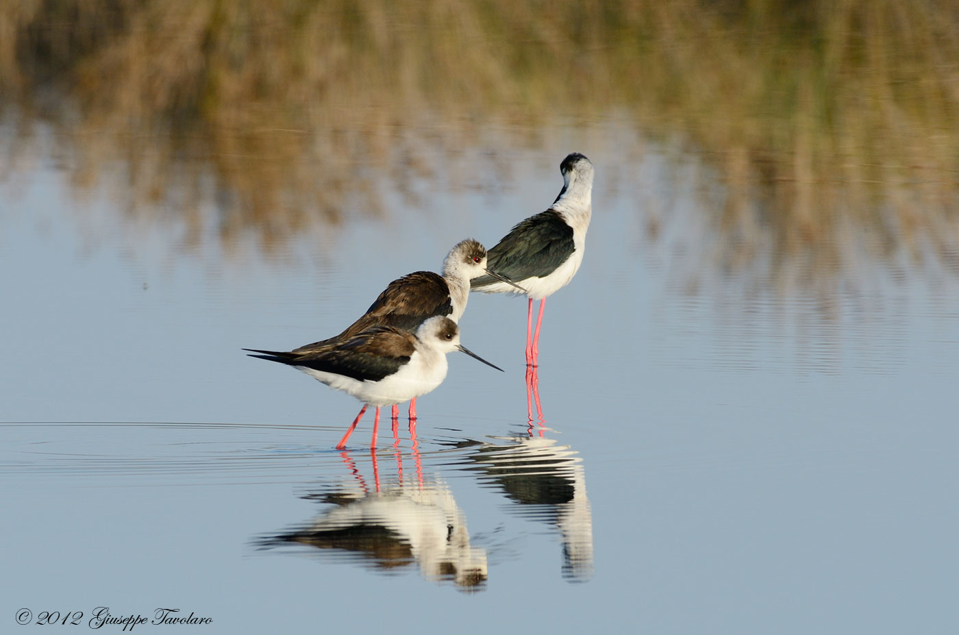 Cavalieri d''Italia (Himantopus himantopus)