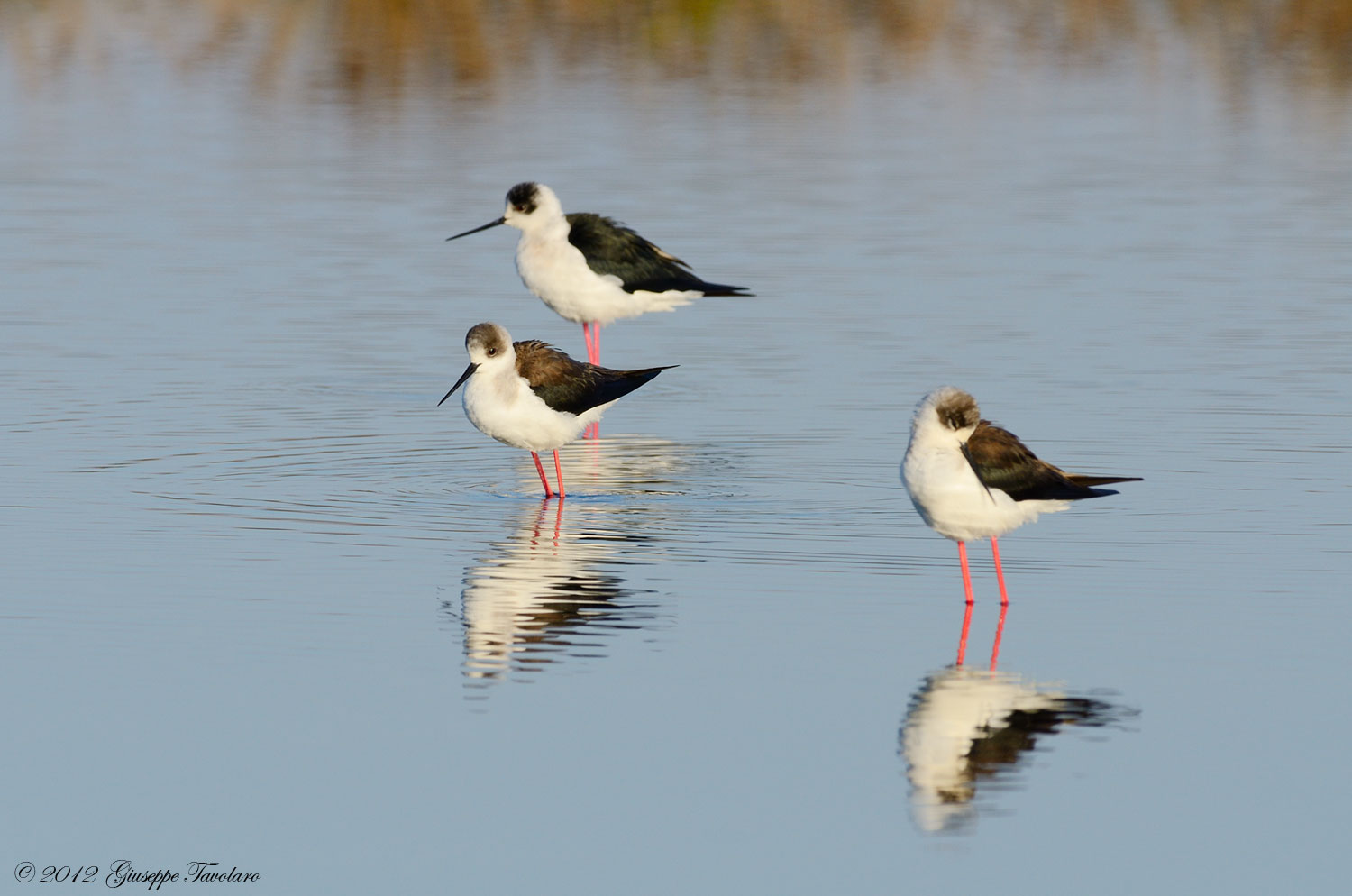 Cavalieri d''Italia (Himantopus himantopus)