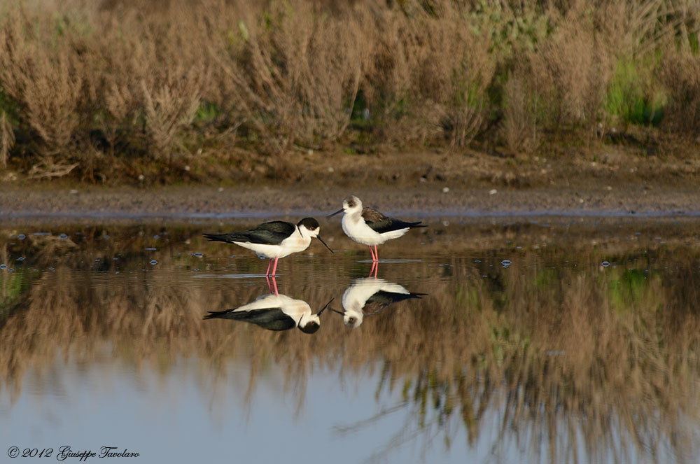 Cavalieri d''Italia (Himantopus himantopus)