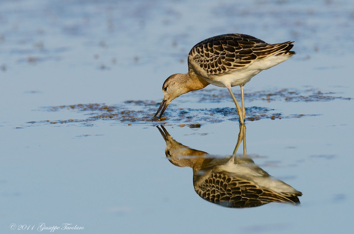 Combattente (Philomachus pugnax)
