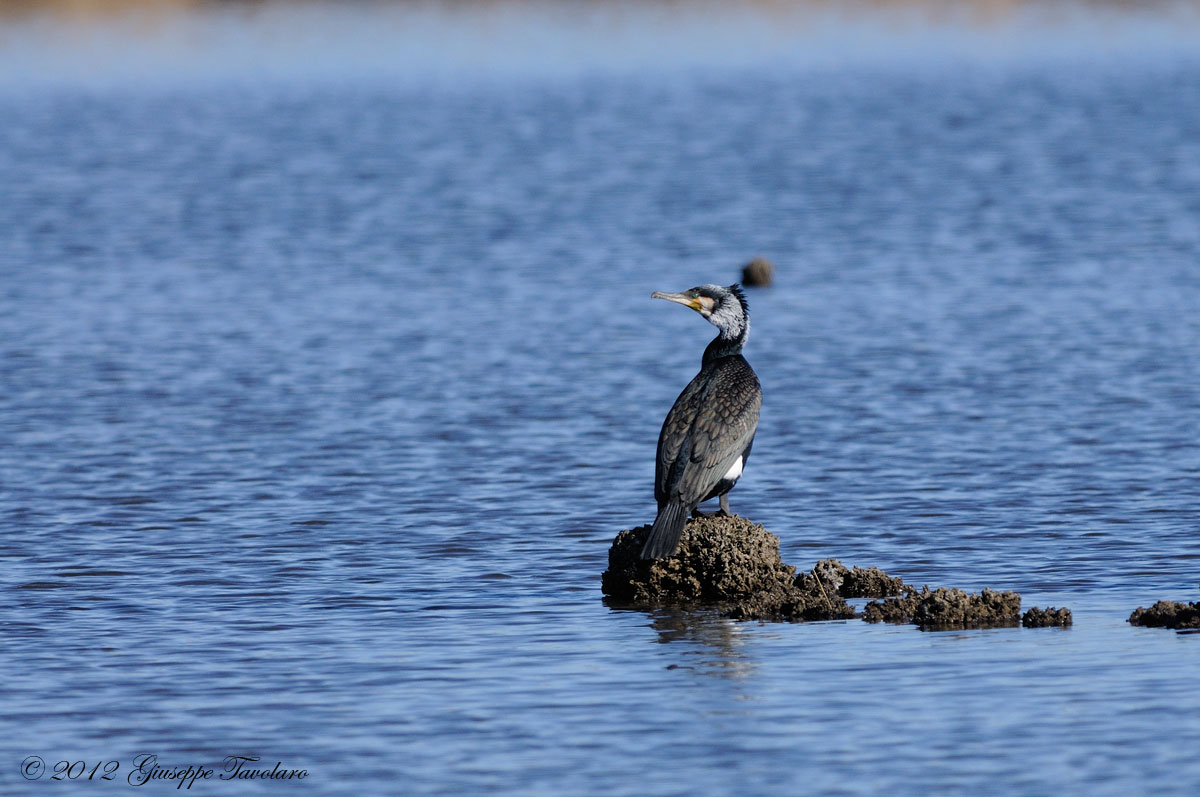 Cormorano (Phalacrocorax carbo)