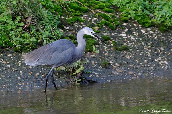 Egretta gularis ?