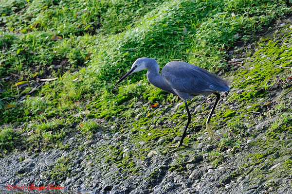 Egretta gularis ?