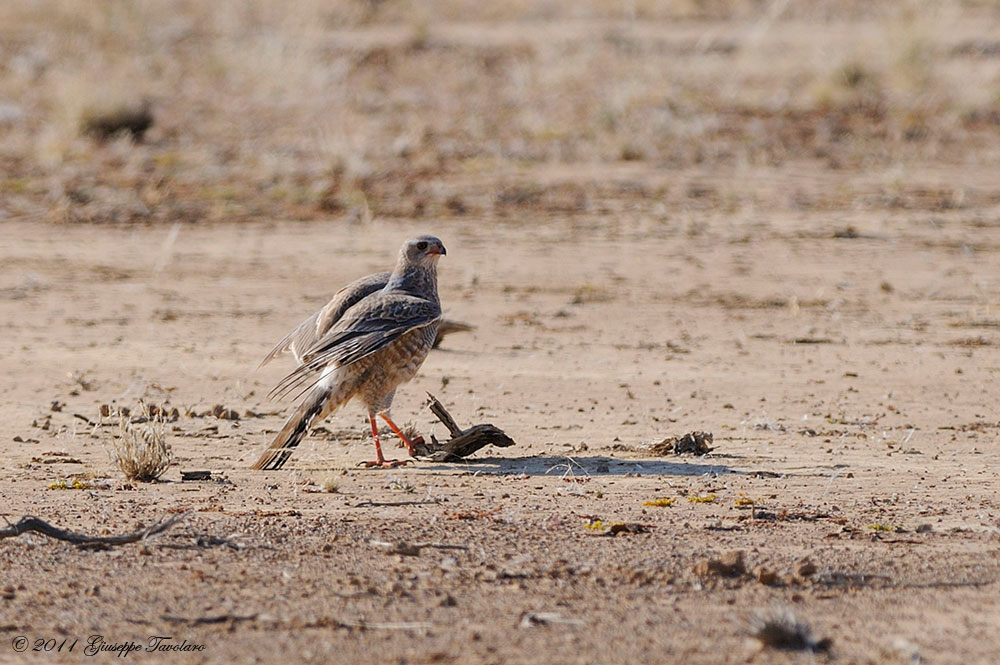 Falco da identificare: specie 