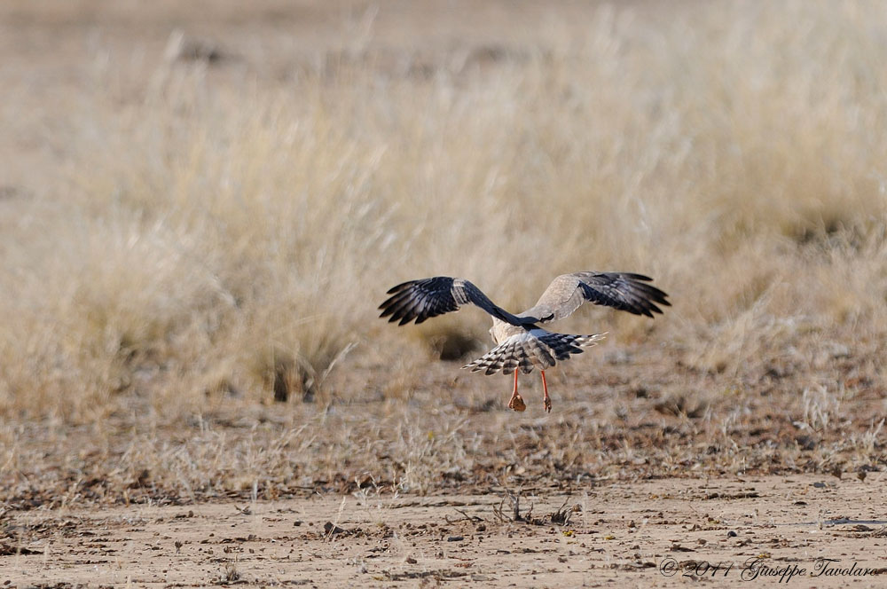 Falco da identificare: specie 