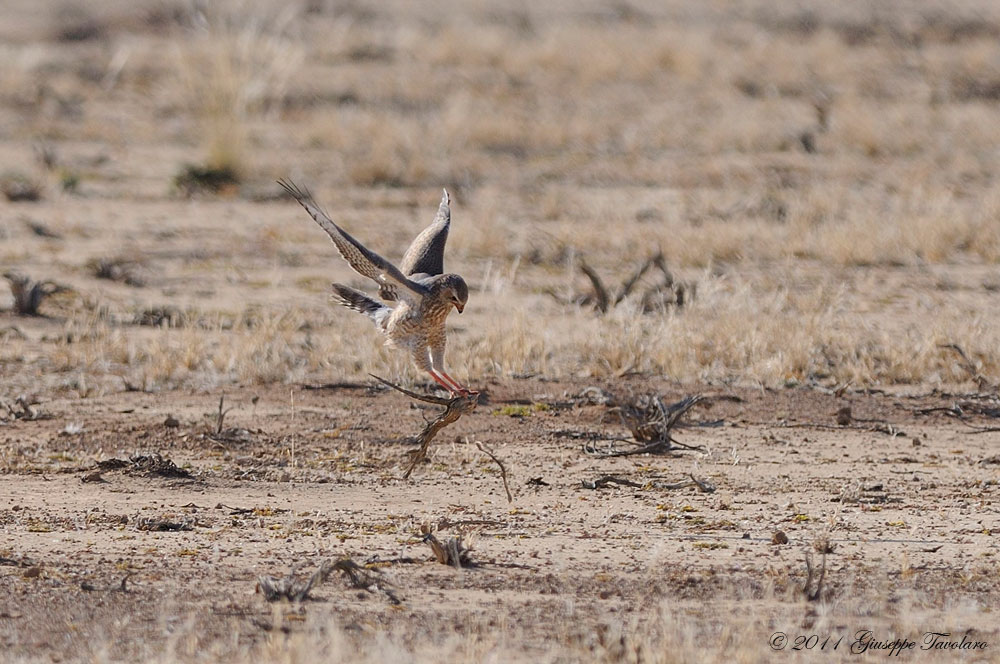 Falco da identificare: specie 
