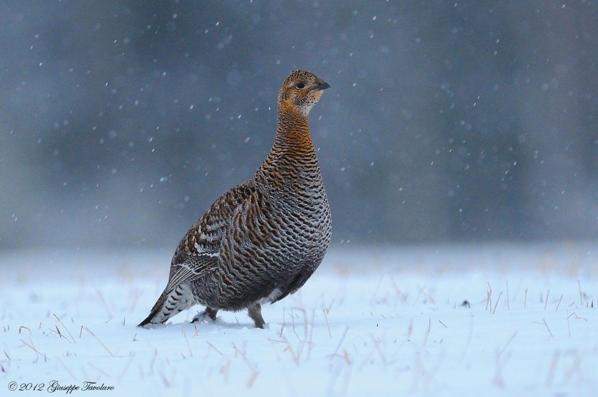 Femmina di Gallo forcello ( Lyrurus tetrix) nella neve