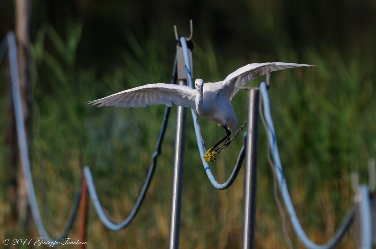 Garzetta (Egretta garzetta) equlibrista.