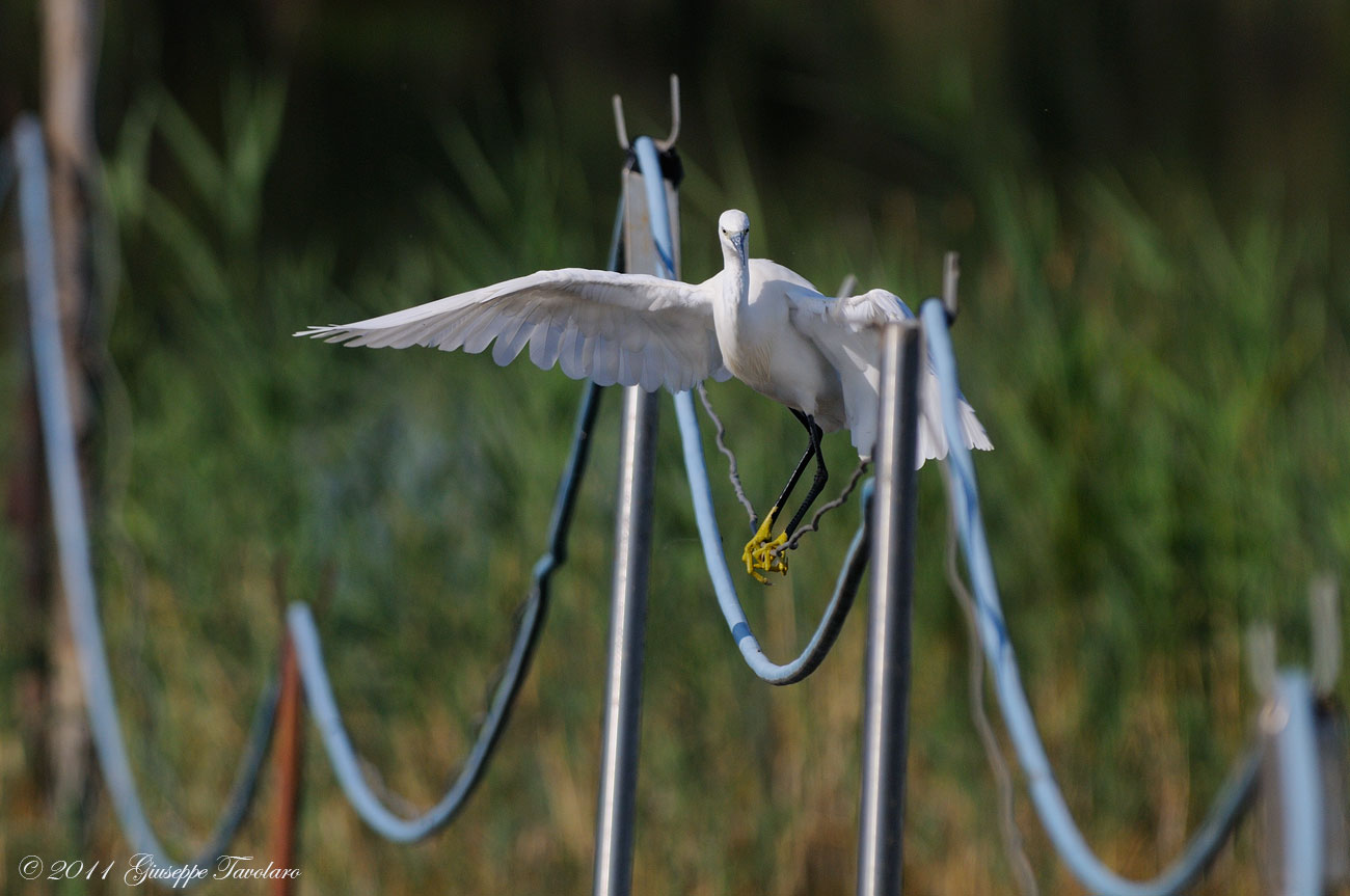 Garzetta (Egretta garzetta) equlibrista.