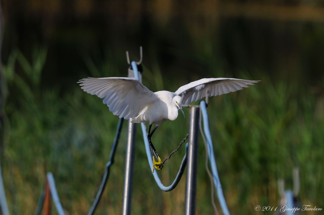 Garzetta (Egretta garzetta) equlibrista.