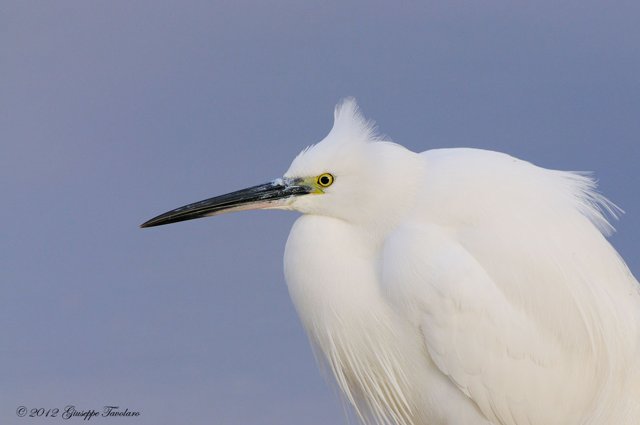 Garzetta (Egretta garzetta)