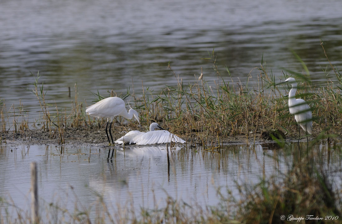 Garzetta in difficolt�.