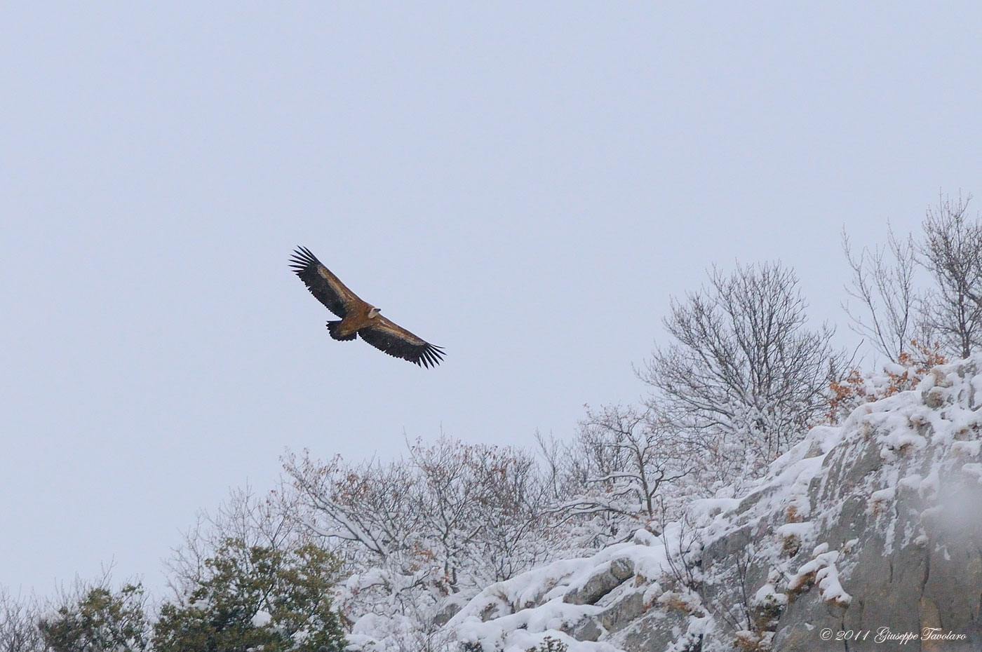 Grifone (Gyps fulvus) nella neve.