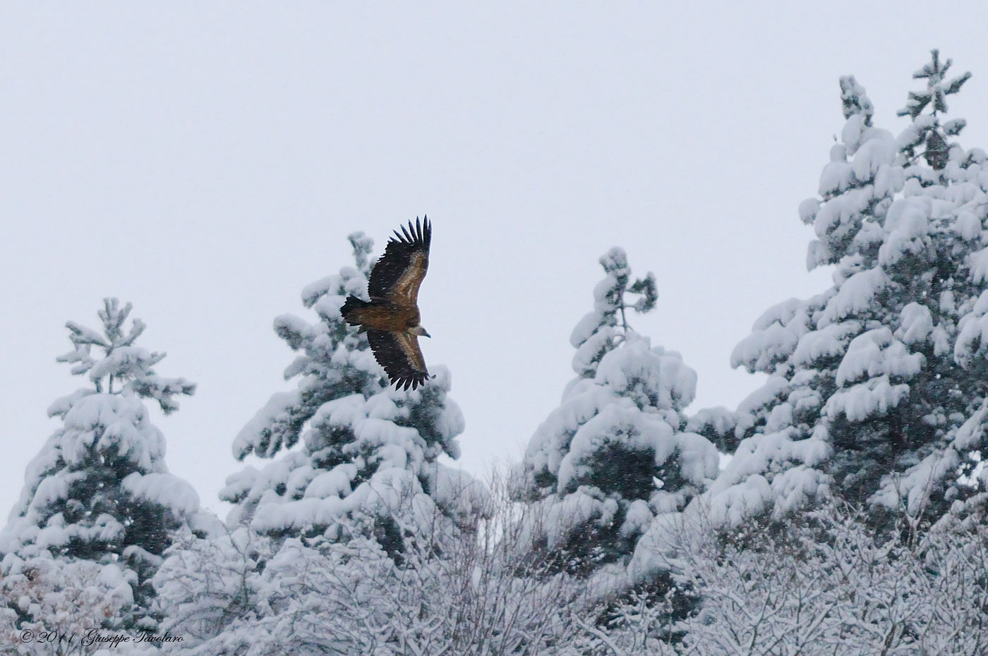 Grifone (Gyps fulvus) nella neve.