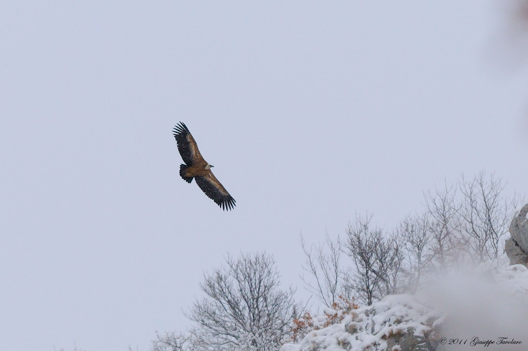 Grifone (Gyps fulvus) nella neve.