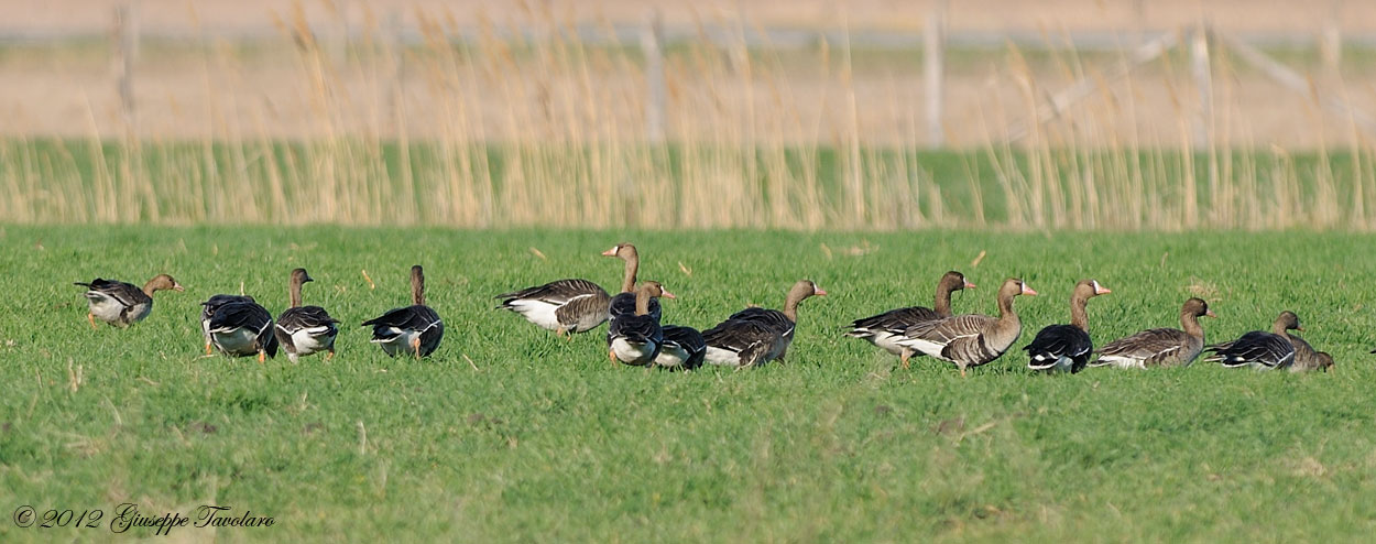 Oche lombardelle (Anser albifrons)