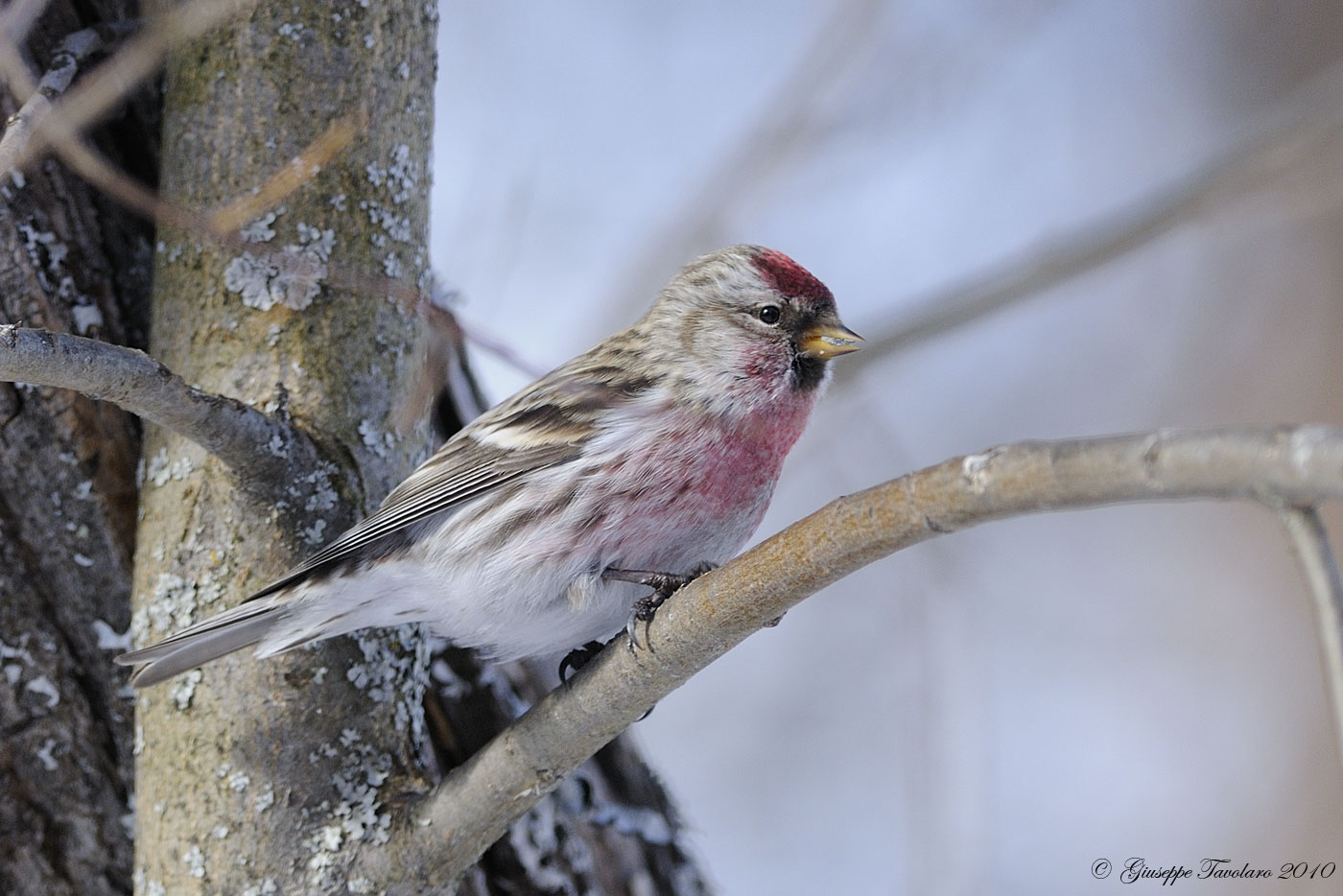 Organetto artico (Carduelis hornemanni)