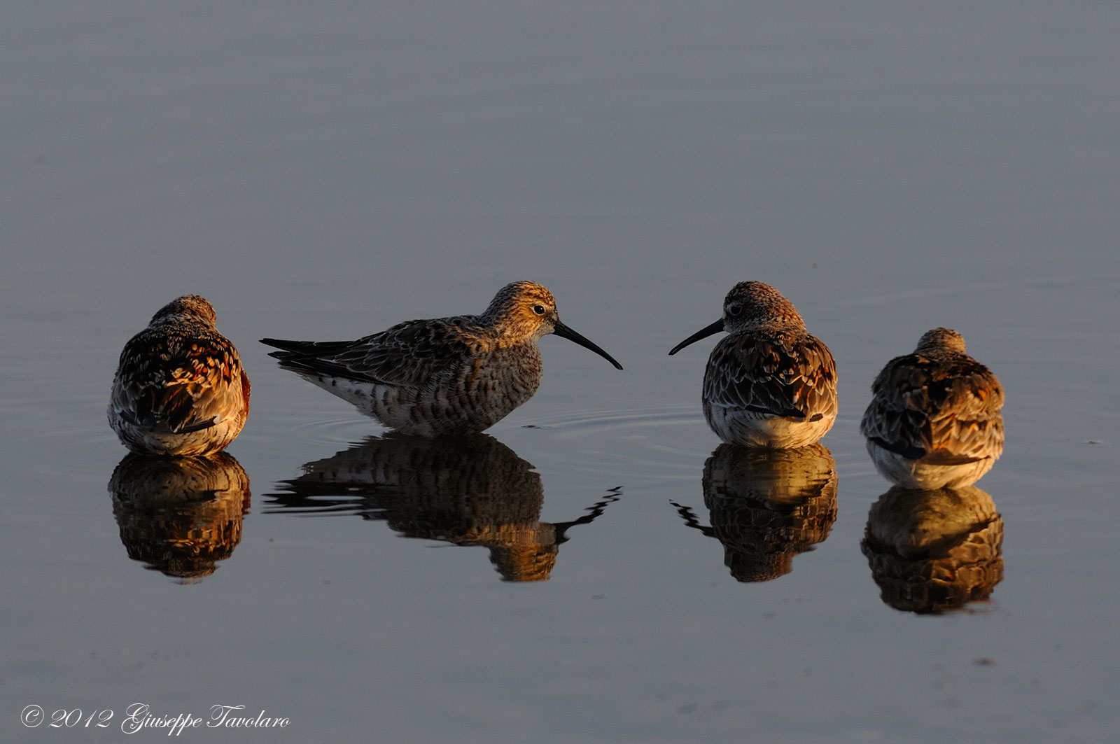 Piovanelli comuni (Calidris ferruginea)
